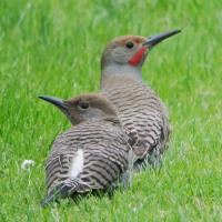 Northern Flicker adult and fledgling