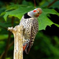 A male Northern Flicker atop a vertical branch, giving a quizzical head-tilted look at the viewer