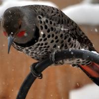Northern Flicker perched on metal birdfeeder structure in a snowy yard