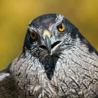 Closeup of a Northern Goshawk looking forward, sharp beak partly open, and yellow gold eyes