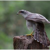 Northern Goshawk