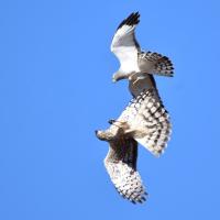 A male and a female Northern Harrier "sky dancing" with each other against a clear blue sky