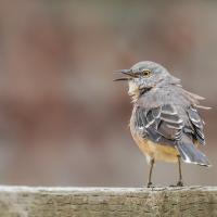 A Northern Mockingbird perched with its back to the camera and head turned to the left, beak open.