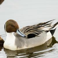 Northern Pintail breeds in North American wetlands