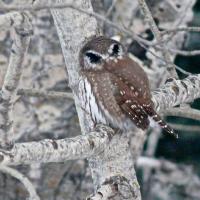 Un tecolote serrano con plumas como ojos falsos en la parte trasera de la cabeza
