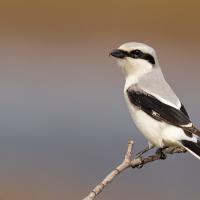 A Northern Shrike, showing black horizontal stripe "mask" across its eye, while perched on a twig