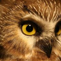 Closeup of Northern Saw-whet Owl showing bright yellow eye and soft pale facial disc feathers above dark beak.