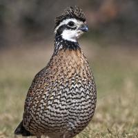 A Northern Bobwhite stands amid a field.