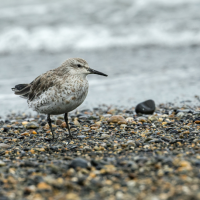 A Red Knot standing on a rocky shoreline