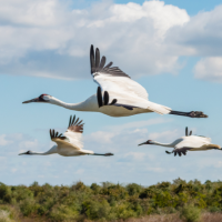 Three Whooping Cranes seen flying in profile against a blue sky.