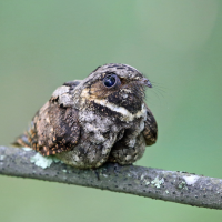 A whip-poor-will perched on a thin branch against a green background.