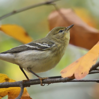 A Blackpoll Warbler in non-breeding plumage, sitting on a branch with fall foliage. 