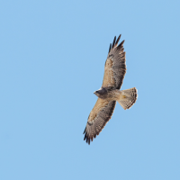 Un aguilla de Swainson visto desde abajo mientras vuela a cielo abierto