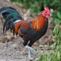 A male rooster (Red Junglefowl) struts across a leafy backdrop. 