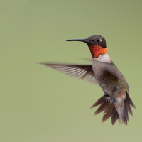 Un colibrí garganta rubí volando