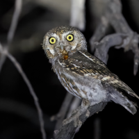 An Elf Owl holding a grasshopper-like insect in their bill. The bird is perched on a bare branch and appears slightly illuminated. 
