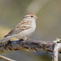 A Chipping Sparrow perched on a branch. Viewed in profile, the bird's brown cap and black eye line are distinctive.