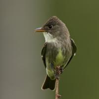 Olive-sided Flycatcher clinging to the tip of a branch, and looking to its right.