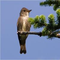 Olive-sided Flycatcher perched on a conifer branch against a blue sky.