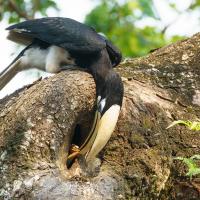 Male Oriental Pied Hornbill feeding his mate who is partially sealed inside a nest in a tree