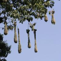 Oropendola nests, elongated hanging baskets