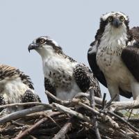 Osprey with chicks on nest