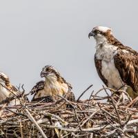 Osprey adult with two chicks in a nest