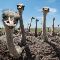 A flock of ostriches all looking into the camera, with blue sky in the background