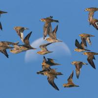 Pacific Golden Plovers in flight