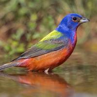 A vivid mult-colored Painted Bunting stands in a pool of water