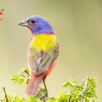 A Painted Bunting is perched on a tree branch before a light green background. The BirdNote logo appears in rainbow font in the top left corner.