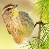 A Palm Warbler is perched vertically on an evergreen tree branch.