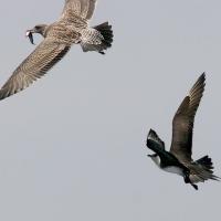 Parasitic Jaeger with a gull in flight.