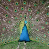Peacock displaying tail feathers