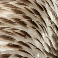 Brown Pelican feathers in close up view