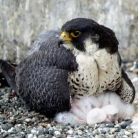 Peregrine falcon with her chicks