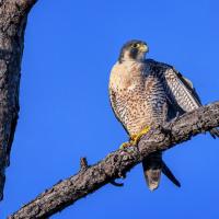 Adult Peregrine Falcon perched on a tree limb with clear blue sky in background