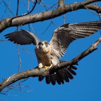 A Peregrine Falcon perched on a branch in the sunshine, holding its wings up, its tail fanned out