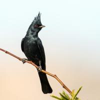 A male Phainopepla glistens in the sunlight, its black plumage including a crest atop its head, and red eye, striking against a clear neutral background.