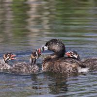 Pied-billed Grebe feeding feather to her chicks
