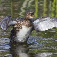 Pied-billed Grebe taking off