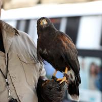 Harris's Hawk "PacMan" perches on handler's glove while on duty at a BART station, on "pigeon patrol."