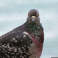 A pigeon in close up looking at the viewer; it has a gray head with orange eyes, and iridescent green and purple feathers on its neck and breast.