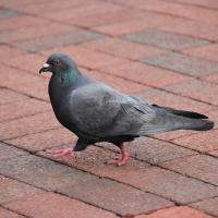 Pigeon seen in profile as it walks across paving stones