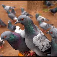 Group of pigeons standing close to each other, showing their grey bodies, whitish wings and iridescent green and purple head and neck feathers.
