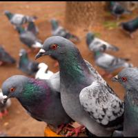 Group of pigeons standing close to each other, showing their grey bodies, whitish wings and iridescent green and purple head and neck feathers.