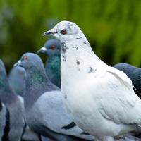 A group of pigeons, with a mostly white speckled pigeon at the front in left profile.