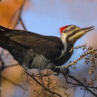 A Pileated Woodpecker sits on a branch of poison ivy, and its open beak is near some berries on the branch.