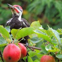 Pileated Woodpecker in an apple tree