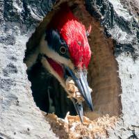 Pileated Woodpecker carving cavity in tree